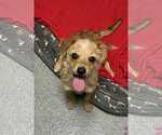 Small #2 Chihuahua Mix