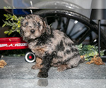 Small #2 Labradoodle-Poodle (Miniature) Mix