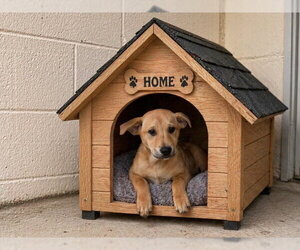 Shiba Inu-Unknown Mix Dogs for adoption in San Andreas, CA, USA