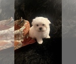 Small Photo #5 Maltese Puppy For Sale in CROSSVILLE, TN, USA