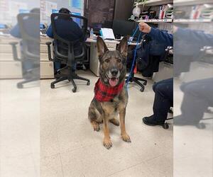 German Shepherd Dog Dogs for adoption in Stockton, CA, USA