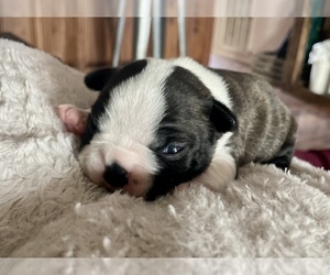 Boston Terrier Puppy for sale in WASHBURN, MO, USA