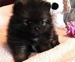 Small #1 Pomeranian