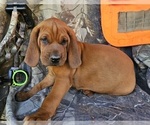 Puppy Hoyt Redbone Coonhound