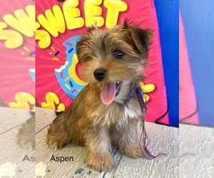 Yorkshire Terrier Puppy for Sale in HILLSBORO, Texas USA