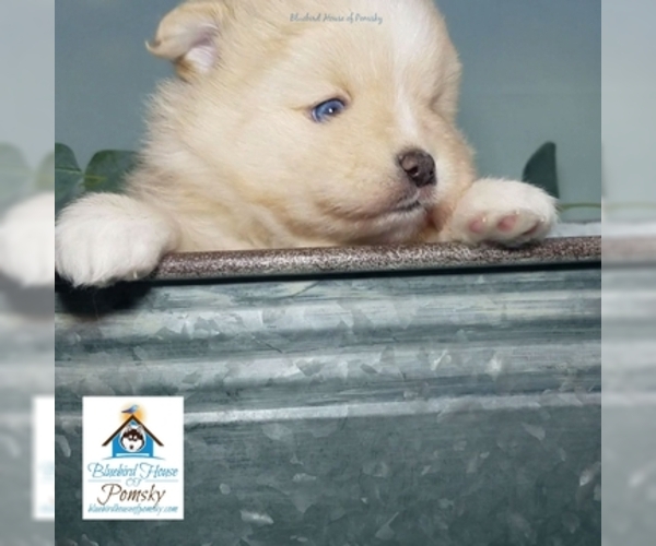 Medium Photo #7 Pomsky Puppy For Sale in RAMSEY, MN, USA