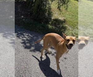 Staffordshire Bull Terrier Dogs for adoption in Houston, TX, USA