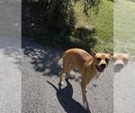 A663775 - Female Staffordshire Bull Terrier Dog for Adoption - Small photo