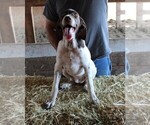 Small Photo #4 German Shorthaired Pointer Puppy For Sale in SANGER, CA, USA