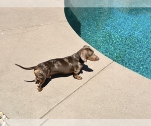 Father of the Dachshund puppies born on 04/23/2025
