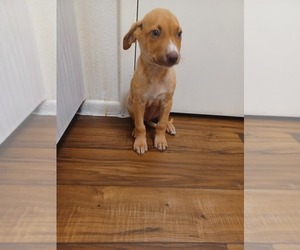 --Unknown Mix Puppy for sale in GLENDALE, AZ, USA