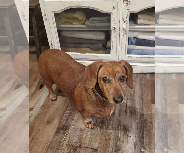 Medium Photo #1 Dachshund Puppy For Sale in Pottstown, PA, USA