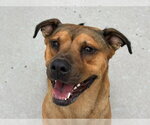 LIL BIT - Female Black Mouth Cur-Unknown Mix Dog for Adoption - Small photo