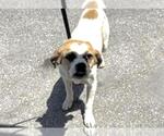 Small #1 Beagle Mix