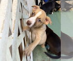 Small #1 American Staffordshire Terrier Mix
