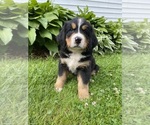 Puppy Crepe Myrtle Bernese Mountain Dog