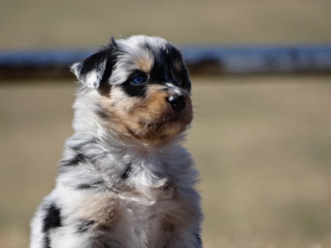 Medium Photo #4 Australian Shepherd Puppy For Sale in OZARK, AR, USA