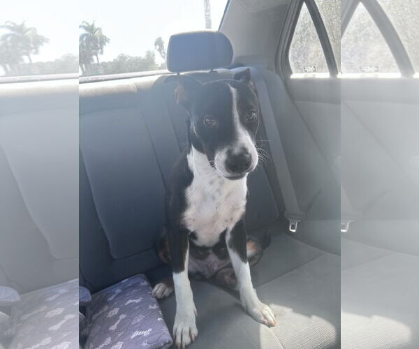 Medium Photo #2 Labrador Retriever-Unknown Mix Puppy For Sale in Miami, FL, USA