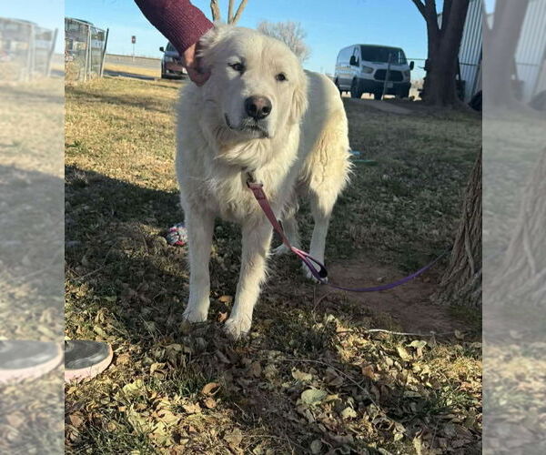 Medium Photo #2 Great Pyrenees-Unknown Mix Puppy For Sale in Grafton, WI, USA