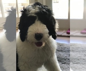Sheepadoodle Puppy for sale in PALMETTO BAY, FL, USA
