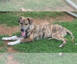 Small #6 Catahoula Leopard Dog-Great Pyrenees Mix