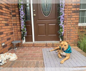 Claus - Male Mutt Dog for Adoption - Photo #7