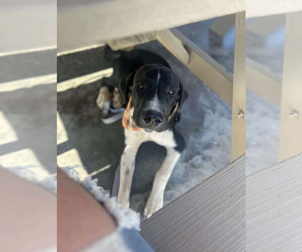 Medium Photo #4 Great Dane-Unknown Mix Puppy For Sale in Bullard, TX, USA