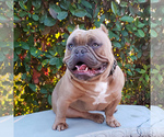 Small Photo #10 American Bully Puppy For Sale in PASCO, WA, USA