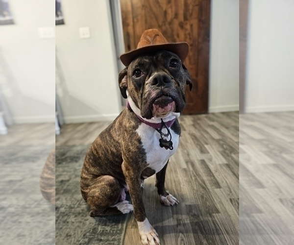Medium Photo #1 Boxer Puppy For Sale in COMMERCE CITY, CO, USA