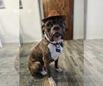 Small Photo #1 Boxer Puppy For Sale in COMMERCE CITY, CO, USA