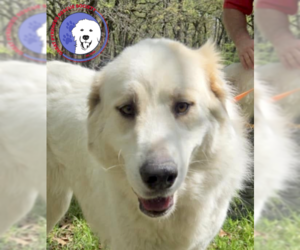 Great Pyrenees Dogs for adoption in Spring, TX, USA