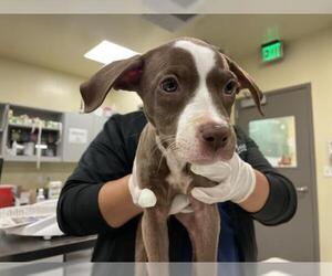 Medium American Pit Bull Terrier Mix
