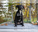 Puppy Dani Border Collie-Boxer Mix
