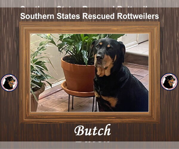 Medium Photo #10 Rottweiler-Unknown Mix Puppy For Sale in White Hall, AR, USA