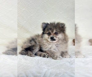 Pomeranian Puppy for sale in GREENFIELD, IN, USA