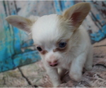 Small Photo #6 Chihuahua Puppy For Sale in ABILENE, KS, USA