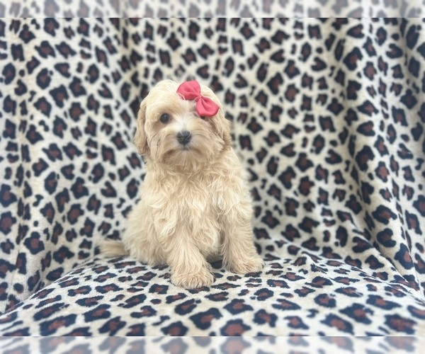Medium Photo #9 Maltipoo Puppy For Sale in LAKELAND, FL, USA