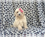 Small #8 Maltipoo