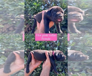 Cane Corso Puppy for sale in OXNARD, CA, USA