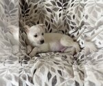Small Photo #8 Chihuahua-Unknown Mix Puppy For Sale in San Diego, CA, USA