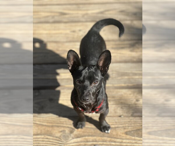 Medium Photo #2 Chihuahua-Unknown Mix Puppy For Sale in Dana Point, CA, USA