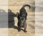 Small #1 Chihuahua Mix