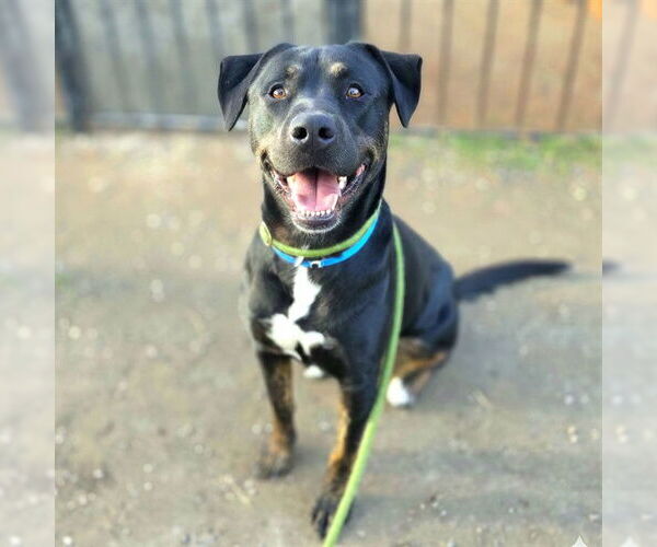 Medium Photo #2 Rottweiler-Unknown Mix Puppy For Sale in Long Beach, CA, USA