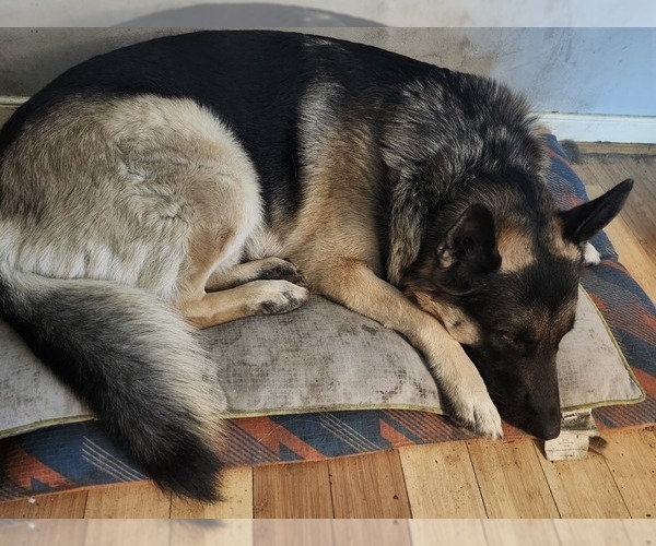 Medium Photo #1 German Shepherd Dog Puppy For Sale in MECHANICSVILLE, VA, USA