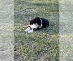 Small Photo #74 Miniature Australian Shepherd Puppy For Sale in SIGNAL MOUNTAIN, TN, USA