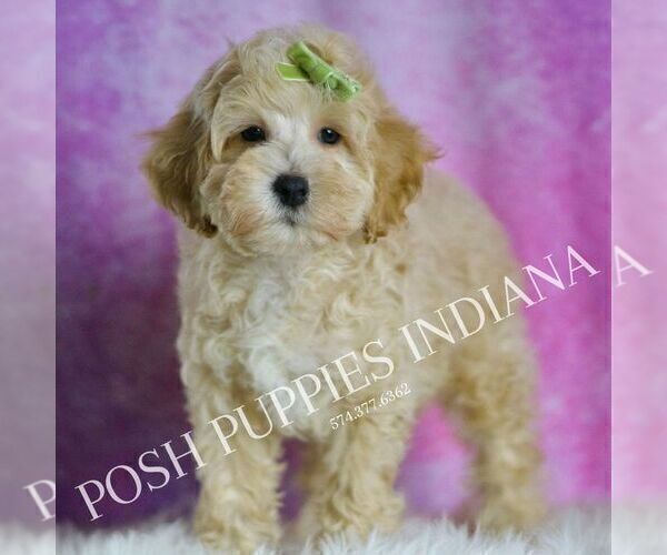 Medium Photo #5 Maltipoo (Miniature) Puppy For Sale in WARSAW, IN, USA
