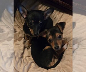 Chihuahua Dogs for adoption in San Antonio, TX, USA