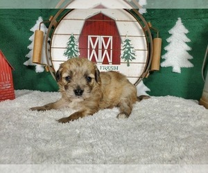 Goldendoodle-Poodle (Toy) Mix Puppy for Sale in COLORADO SPRINGS, Colorado USA