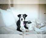 Small #7 American Staffordshire Terrier-Huskies  Mix