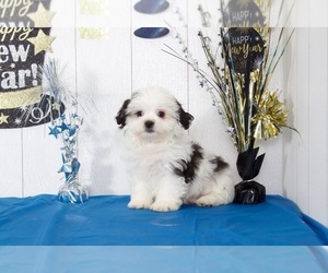 Zuchon Puppy for sale in MOUNT VERNON, OH, USA
